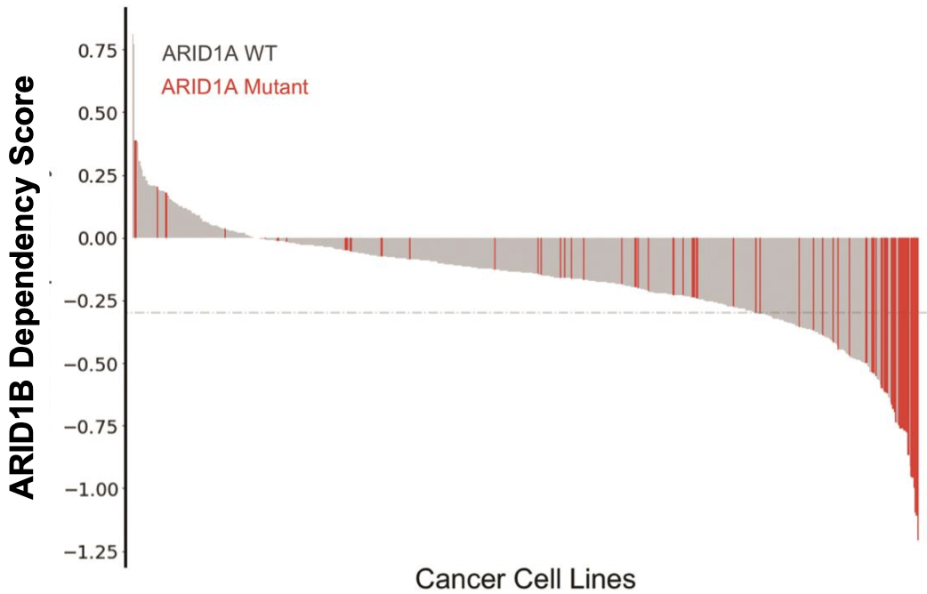 Dependency of ARID1A-mutated cells on ARID1B