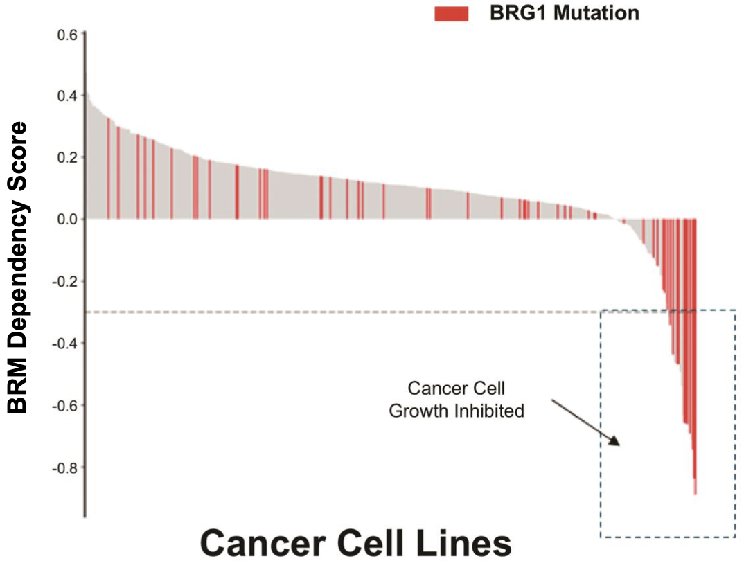Dependency of BRG-1-mutated cells on BRM