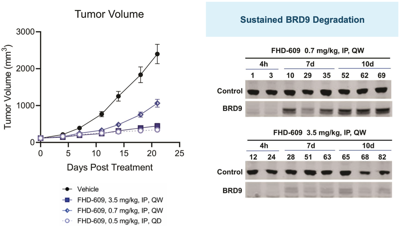 FHD-609 pre-clinical data in synovial sarcoma with Western blots showing BRD9 degradation