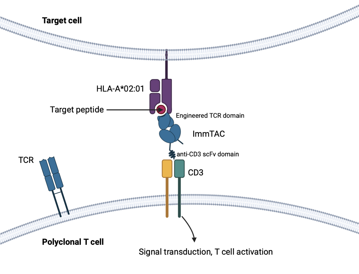 ImmTAC mechanism of action
