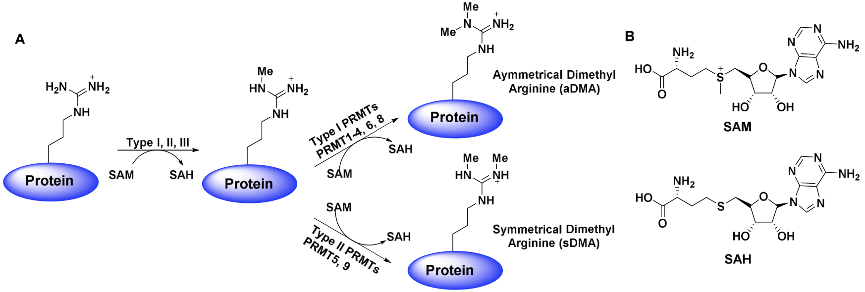 PRMT dimethylation reaction
