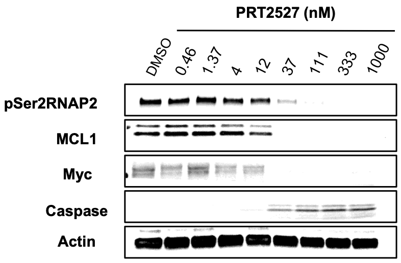 PRT2527 in-vitro activity